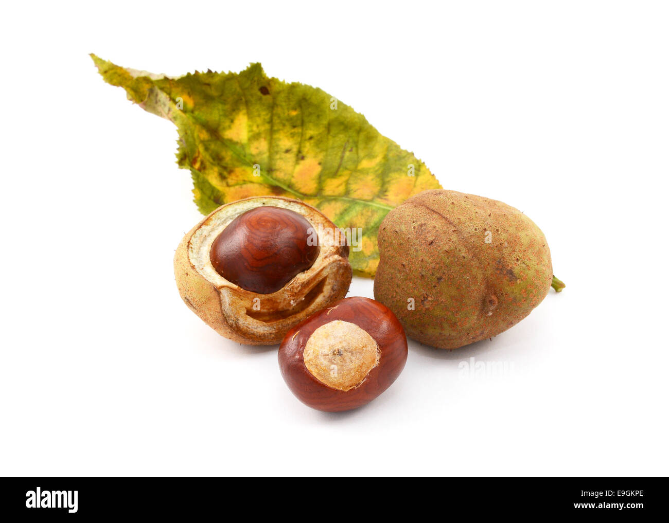Conkers and smooth seed cases with the leaf of a red horse chestnut tree, isolated on a white background Stock Photo