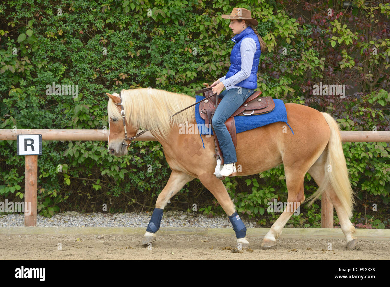 Rider on back of Haflinger horse trotting Stock Photo