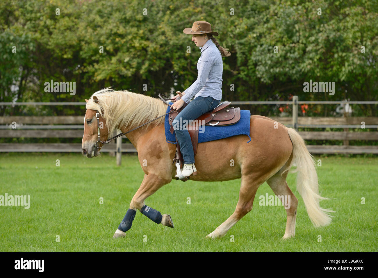 Rider on back of Haflinger horse cantering Stock Photo