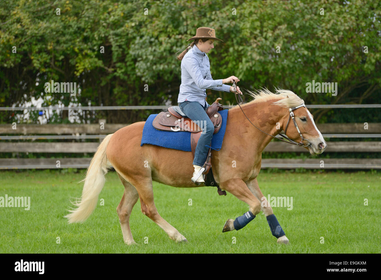 Rider on back of Haflinger horse cantering Stock Photo