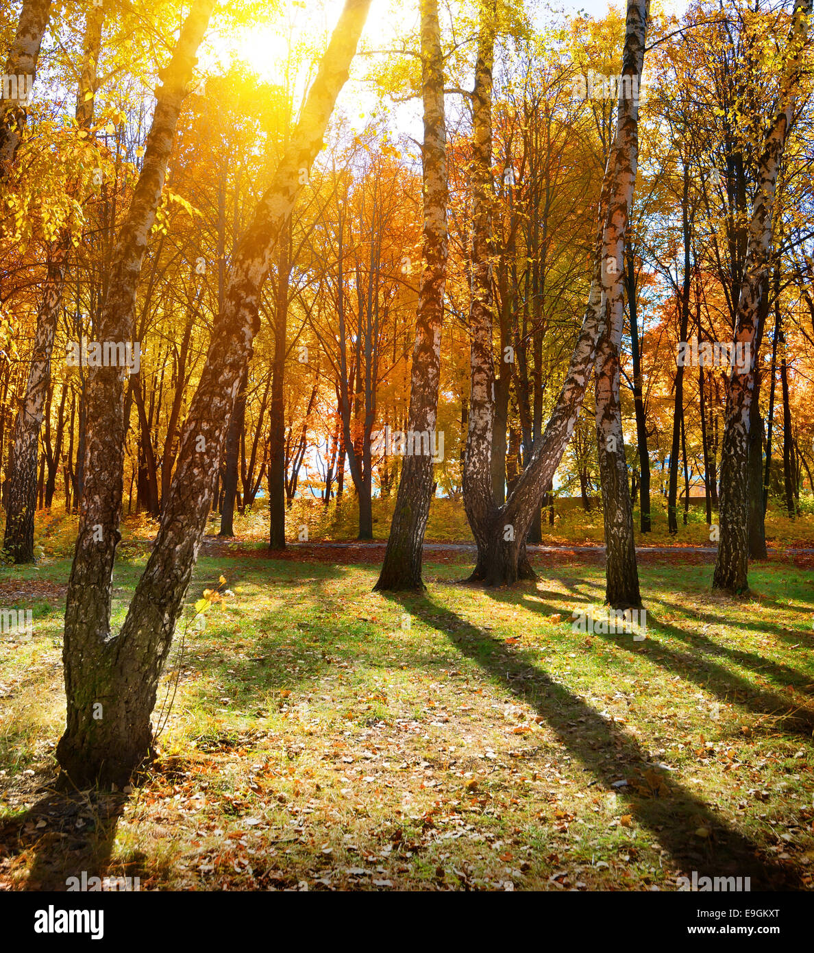 Birches in the autumn park at sunlight Stock Photo - Alamy