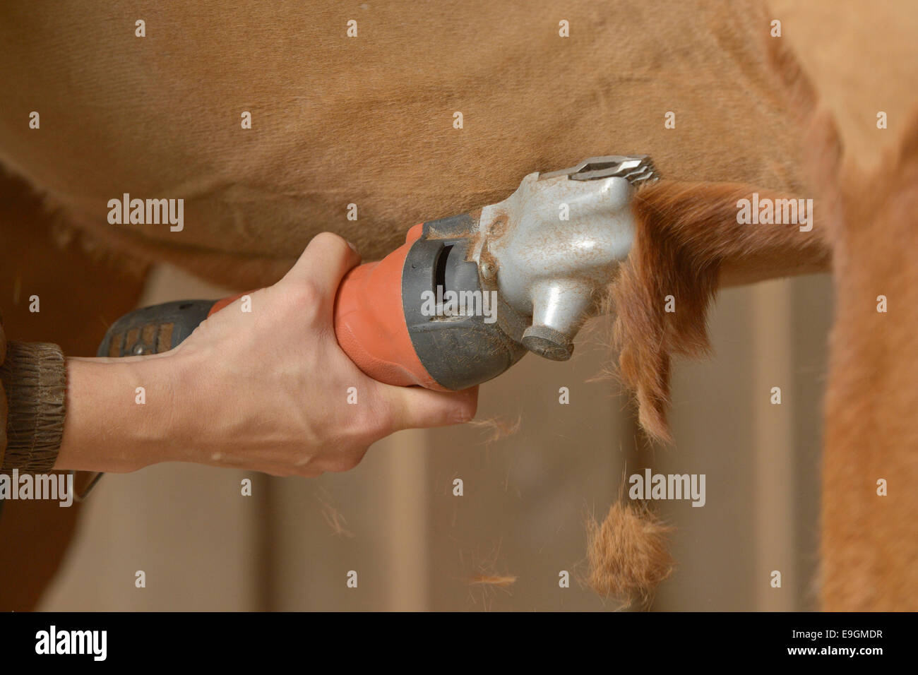 Clipping a horse Stock Photo Alamy