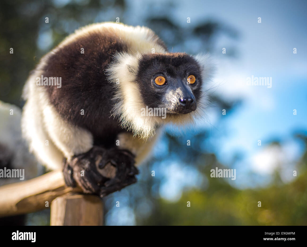 Black-and-white ruffed lemur of Madagascar Stock Photo