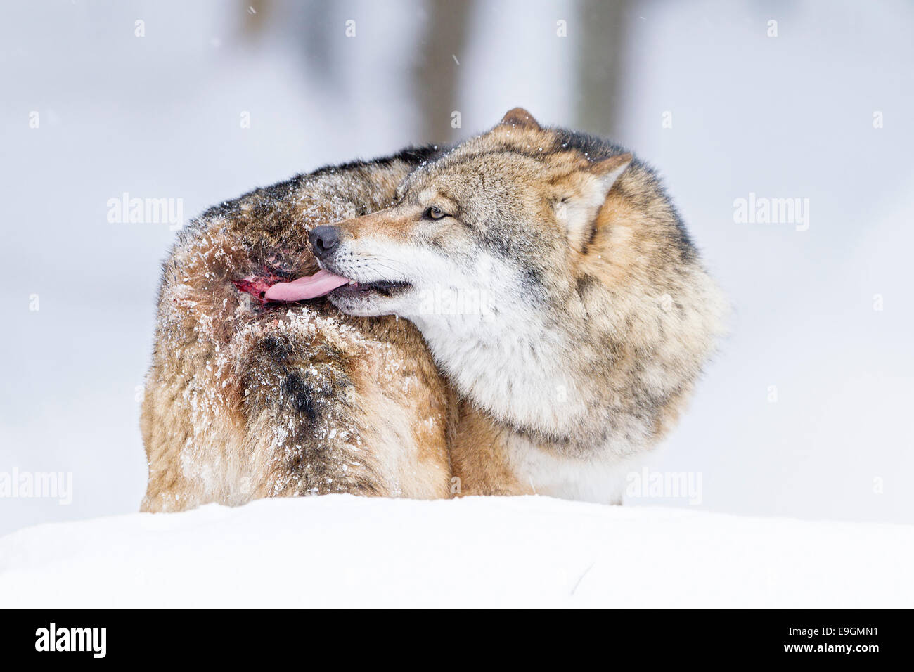 Captive Grey Wolf (Canis lupus) omega male licks wound inflicted by dominant pack member Stock Photo