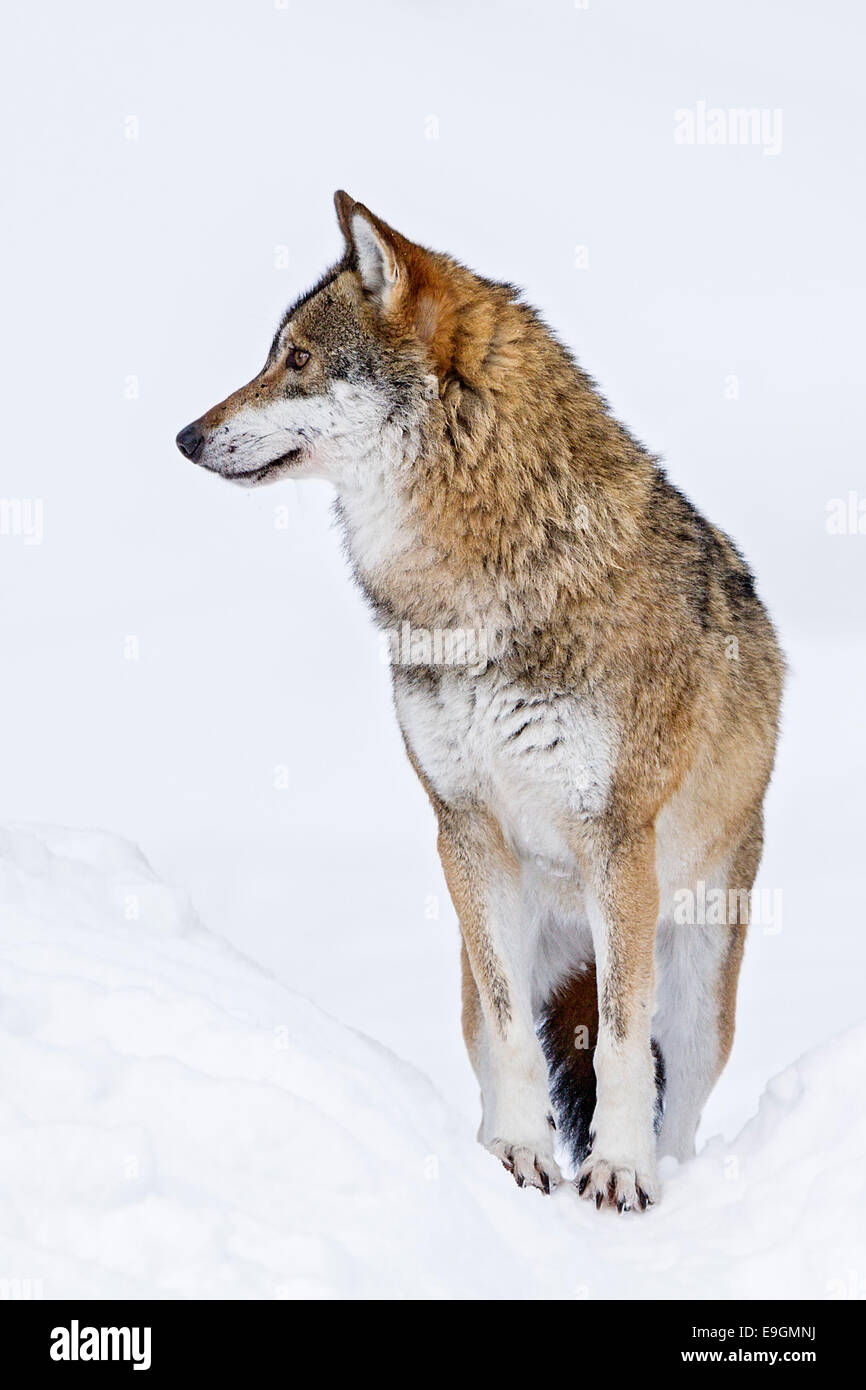 Captive Grey Wolf (Canis lupus) constantly alert and engaged with its surroundings Stock Photo