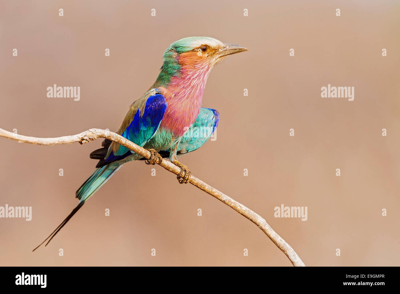 Lilac-breasted roller (Coracias caudatus) perched on a shrub at sunrise, Chobe National Park, Botswana Stock Photo
