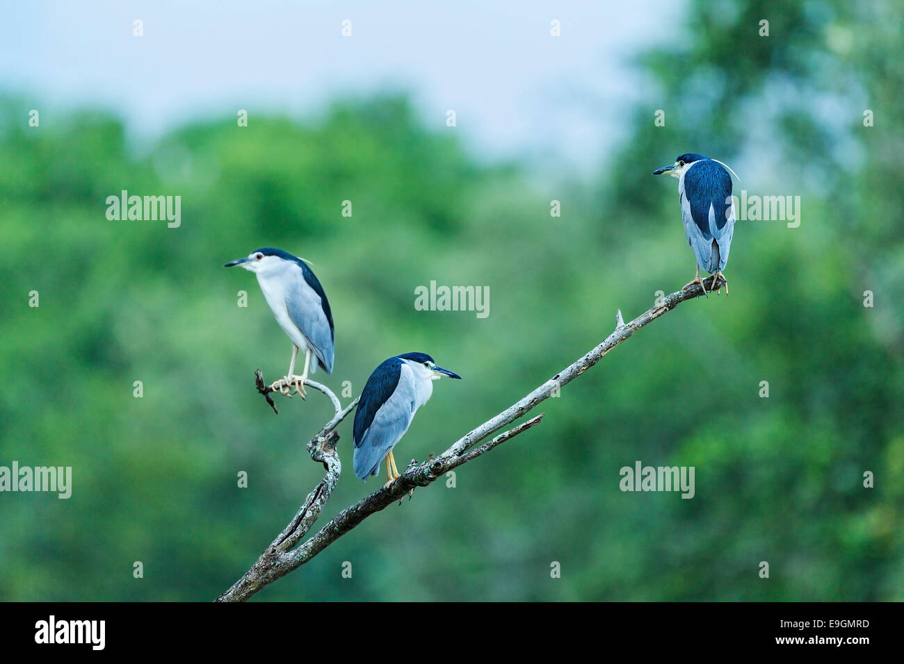Night heron (Nycticorax nycticorax) emerging at dusk to feed in a mangrove Stock Photo