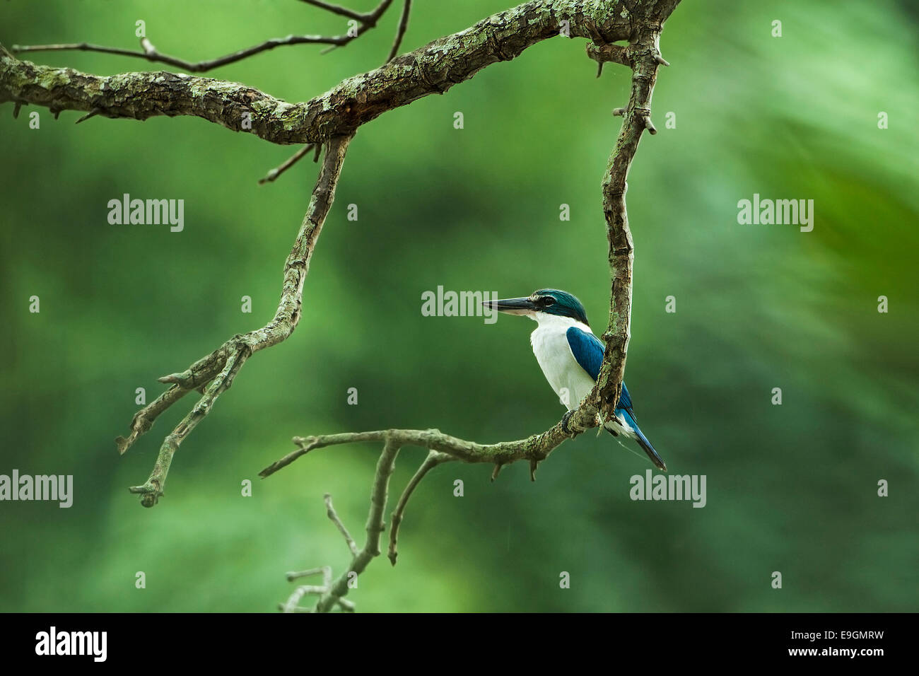 Collared kingfisher (Todiramphus chloris) perching on a mangrove tree while hunting next to a river Stock Photo