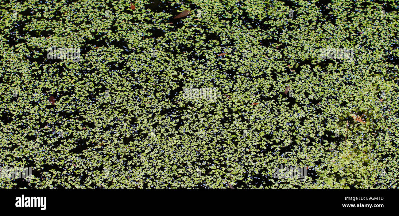Dark pond overgrown with duckweed Stock Photo