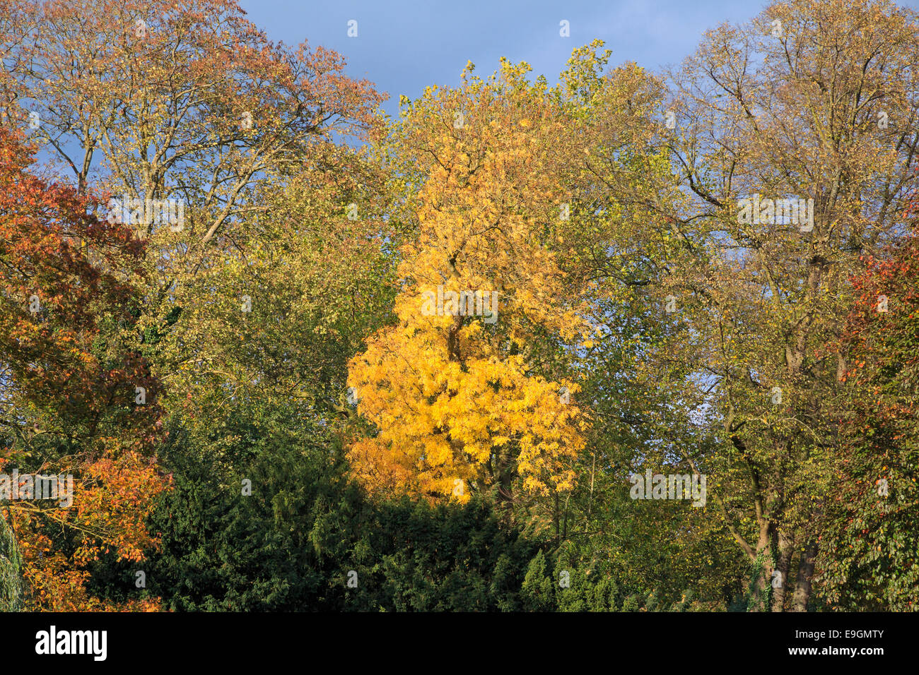 Beautifully colored autumn leaves in the park against dark clouds Stock ...