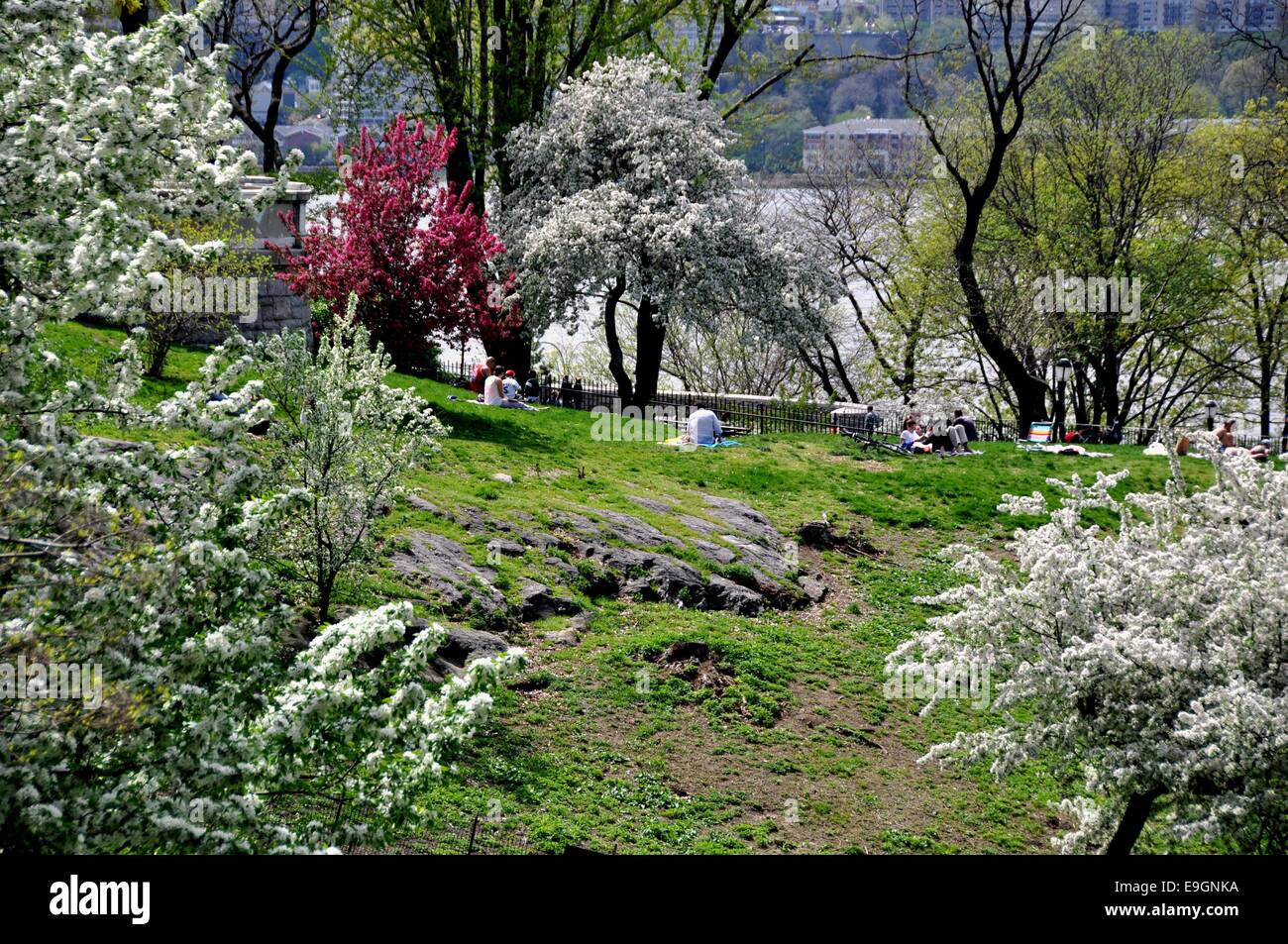 NYC Beautiful Spring flowering trees in Riverside Park overlooking the