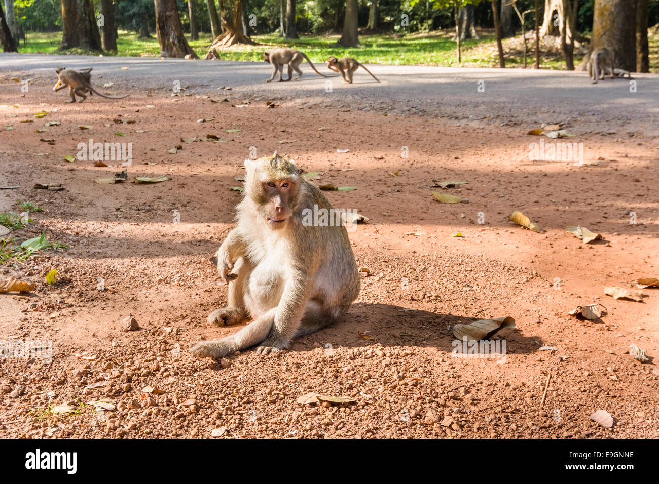 Temple Monkey in Angkor Wat World Heritage site, Siem Reap, Cambodia Stock Photo