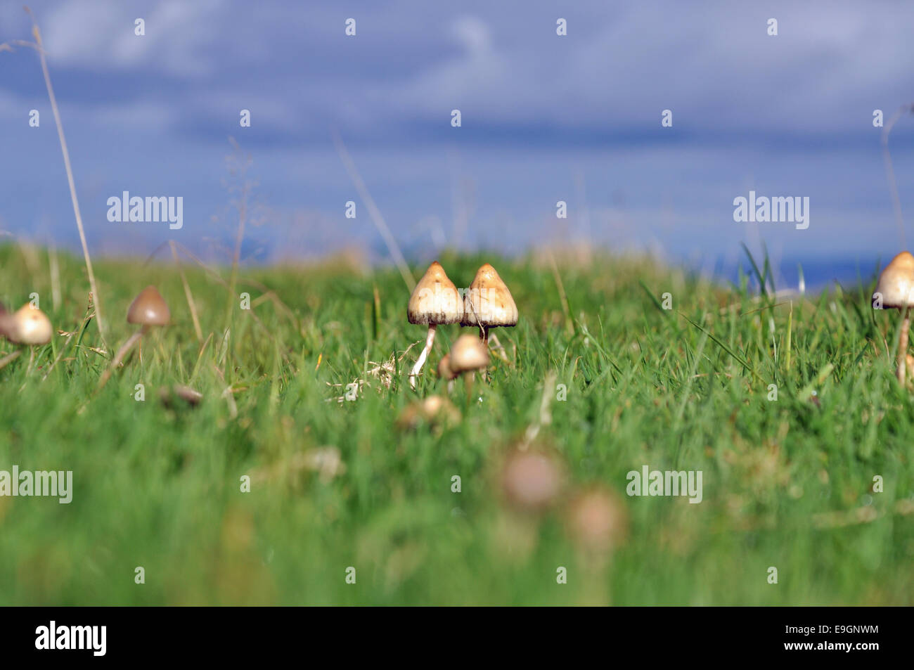 magic mushroom stockx