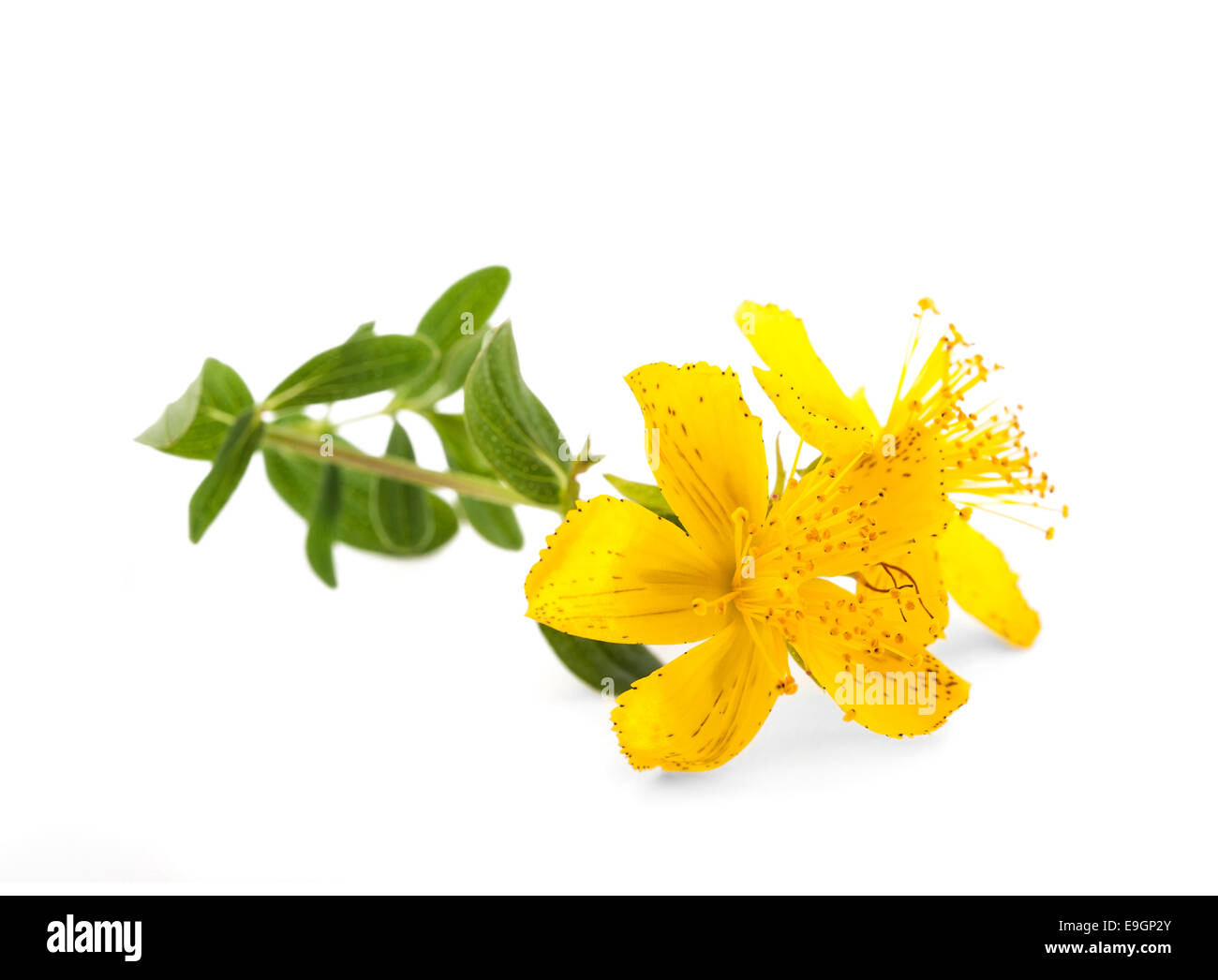 St. John's wort isolated on white background Stock Photo Alamy