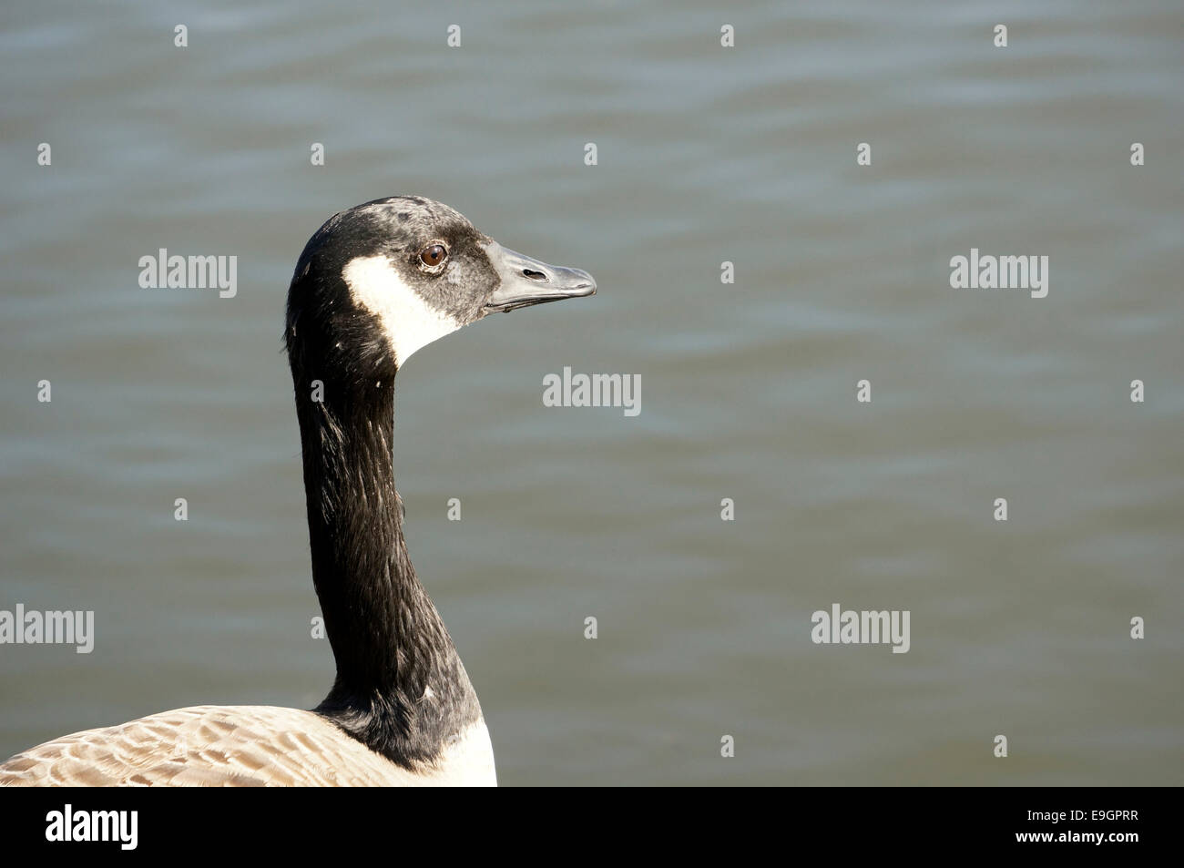 Canada Goose at the George C. Reifel Migratory Bird Sanctuary, Delta, BC, Canada Stock Photo