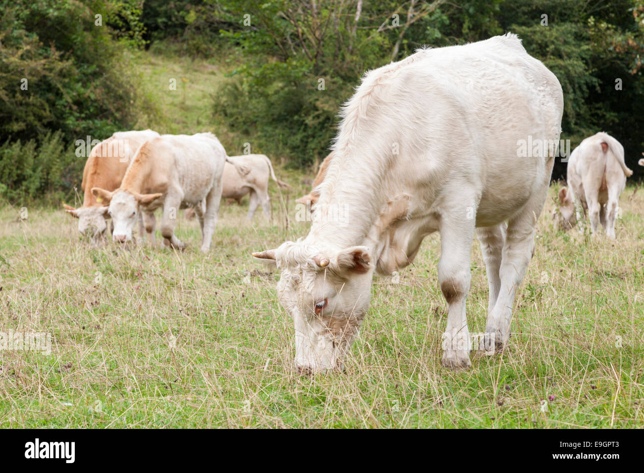 Cows grazing. Cattle in a field at Monsal Dale, Derbyshire, Peak District National Park, England, UK Stock Photo