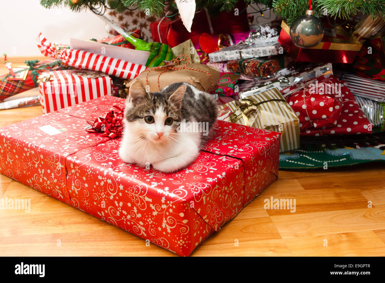 kitten christmas tree