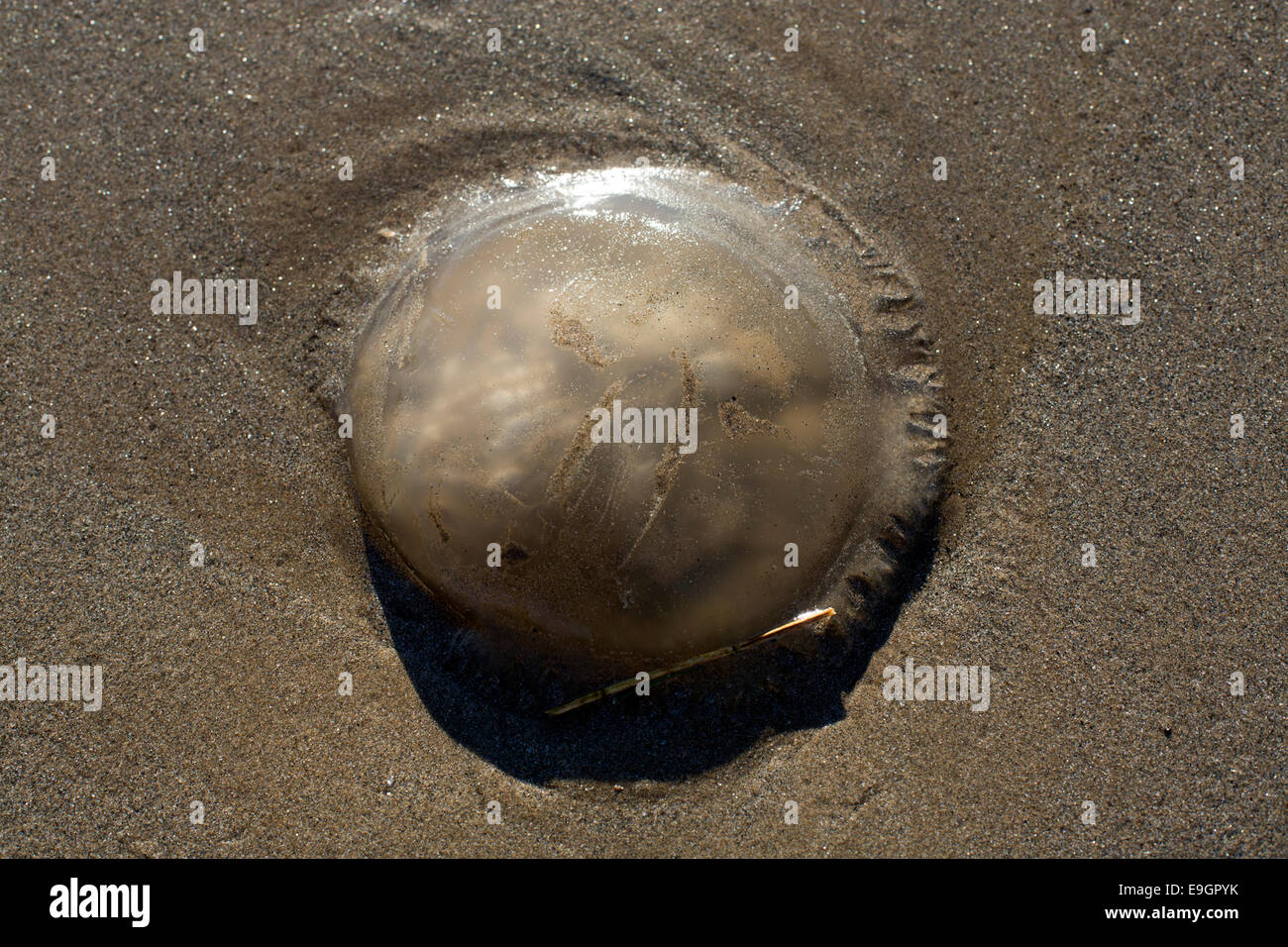 Jellyfish round on beach transparent sand sandy Stock Photo