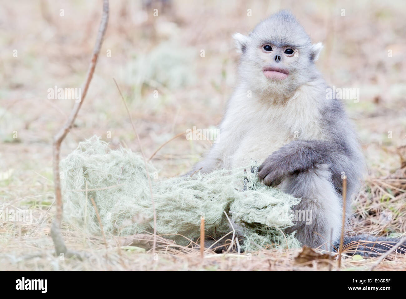 Juvenile Yunnan Snub-nosed Monkey (Rhinopithecus bieti) taking a rest from boisterous play to feed Stock Photo