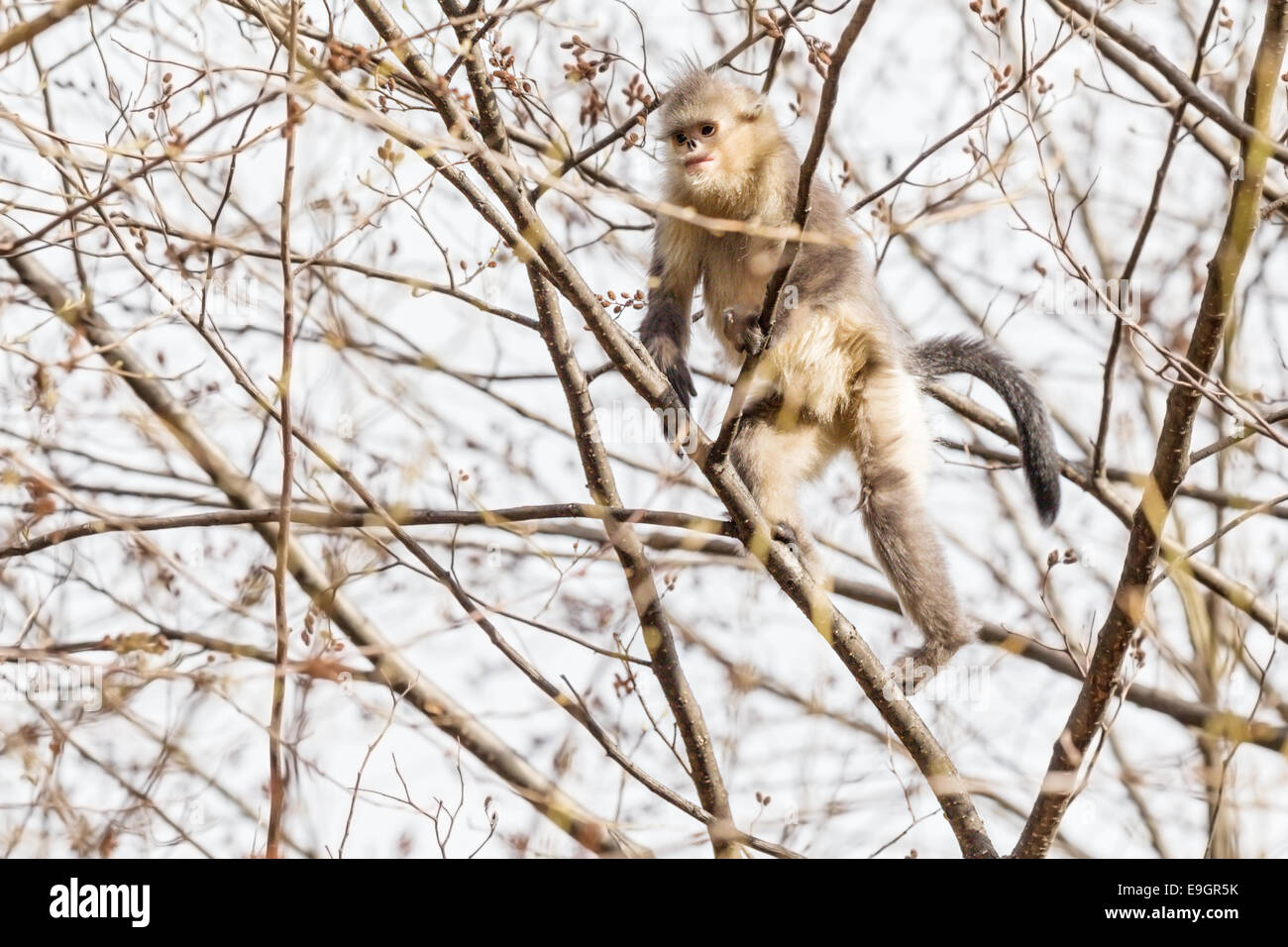 Juvenile Yunnan Snub-nosed Monkey (Rhinopithecus bieti) scaling a tree in search of food Stock Photo