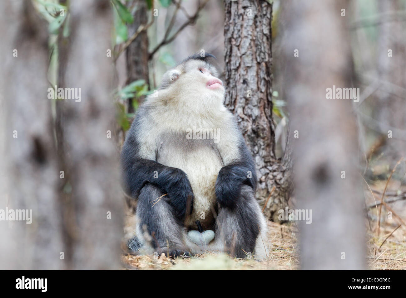 Adult male Yunnan Snub-nosed Monkey (Rhinopithecus bieti) keeping an eye on the juveniles playing in the canopy Stock Photo