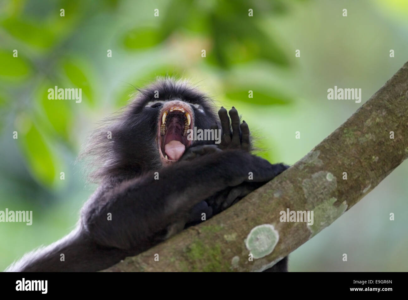 An adult male Dusky leaf monkey (Trachypithecus obscurus) yawns before taking a nap Stock Photo