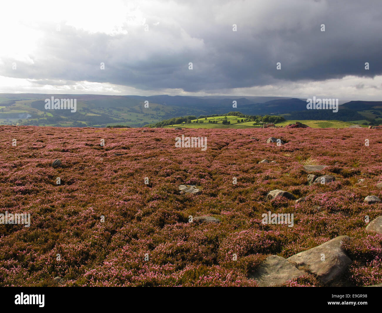 Heather moors in bloom in the Peak District UK Stock Photo