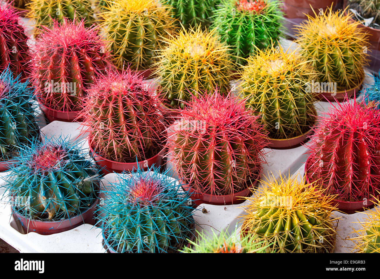 Arrangement of artificially colored cacti at a flower market or nursery the perfect pot plant to match your homes interior color Stock Photo