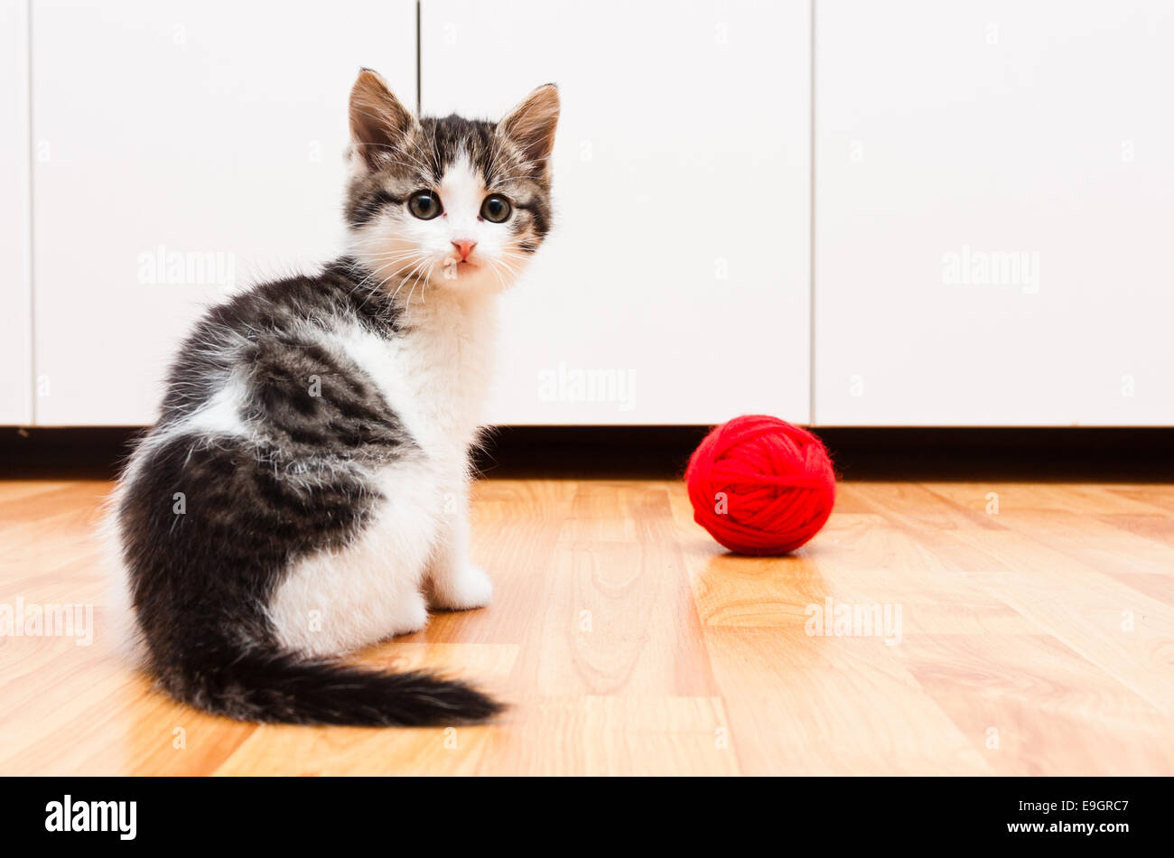 Small kitten with red ball of yarn looking at camera Stock Photo