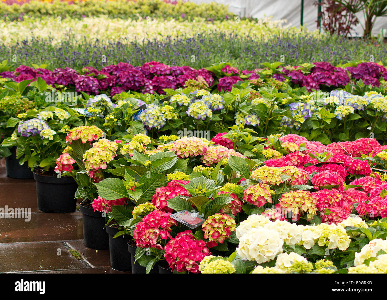 Rows of flowers for sale at a retail garden center, nursery or market garden. Stock Photo