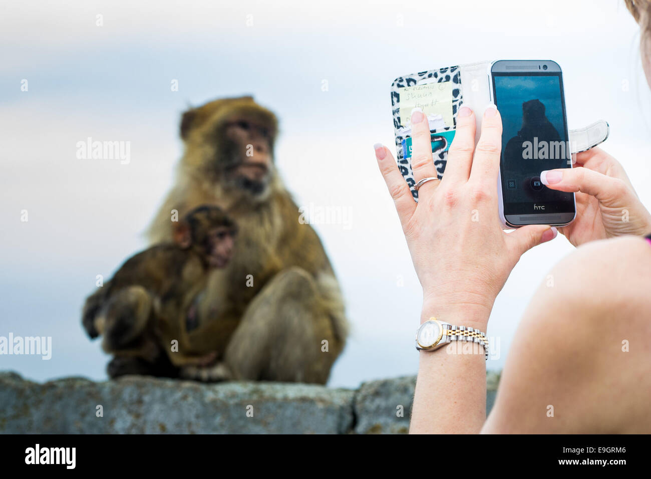 A tourist takes a photo of a mother and baby barbary macaque duo with a cameraphone on The Rock of Gibraltar. Stock Photo