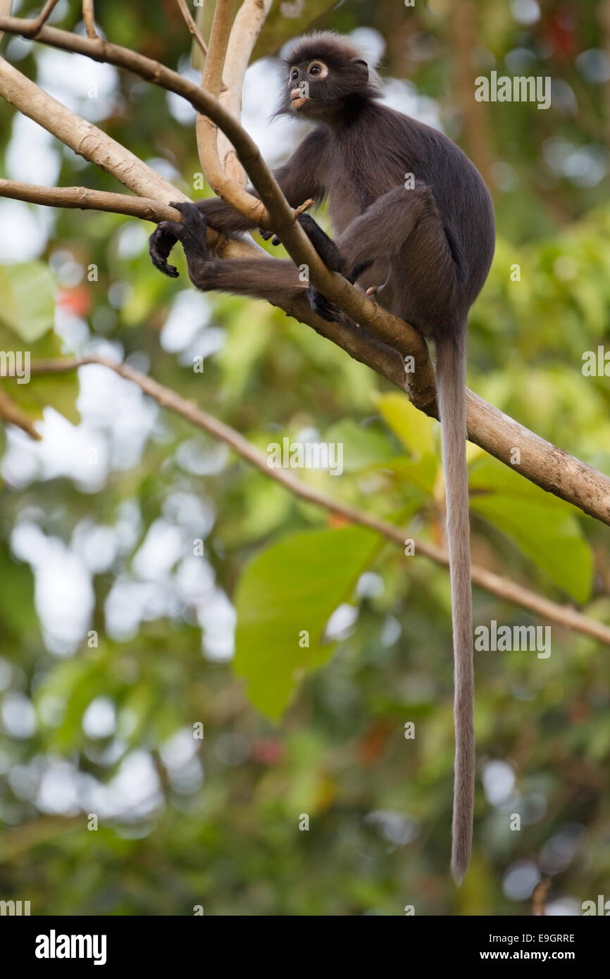 Juvenile male Dusky leaf monkey (Trachypithecus obscurus) resting before heading to his troop's sleeping tree Stock Photo