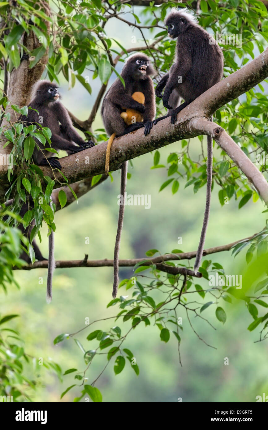 Rainforest Canopy Animals