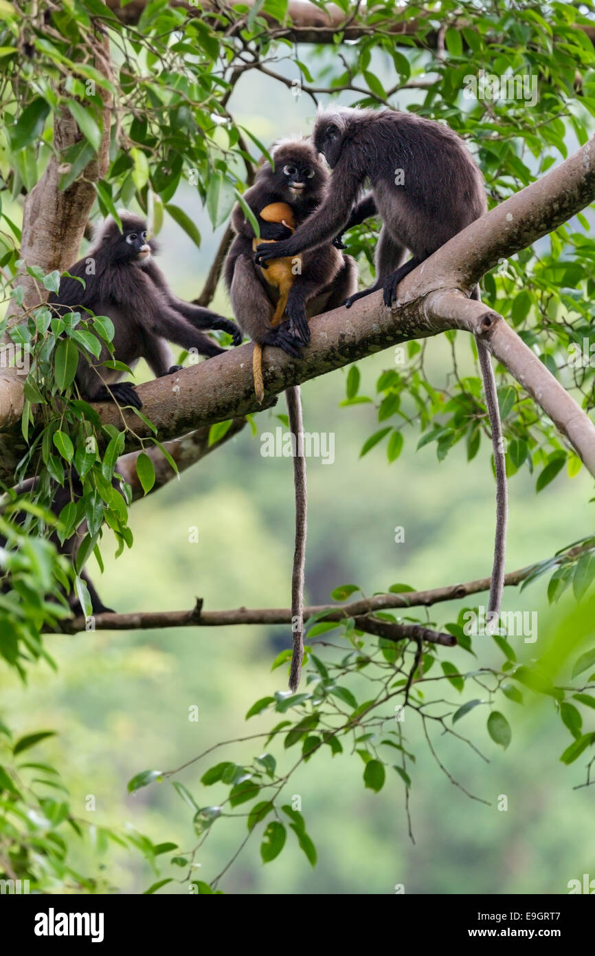 A Dusky leaf monkey (Trachypithecus obscurus) family squabble over who looks after baby in the rainforest canopy Stock Photo