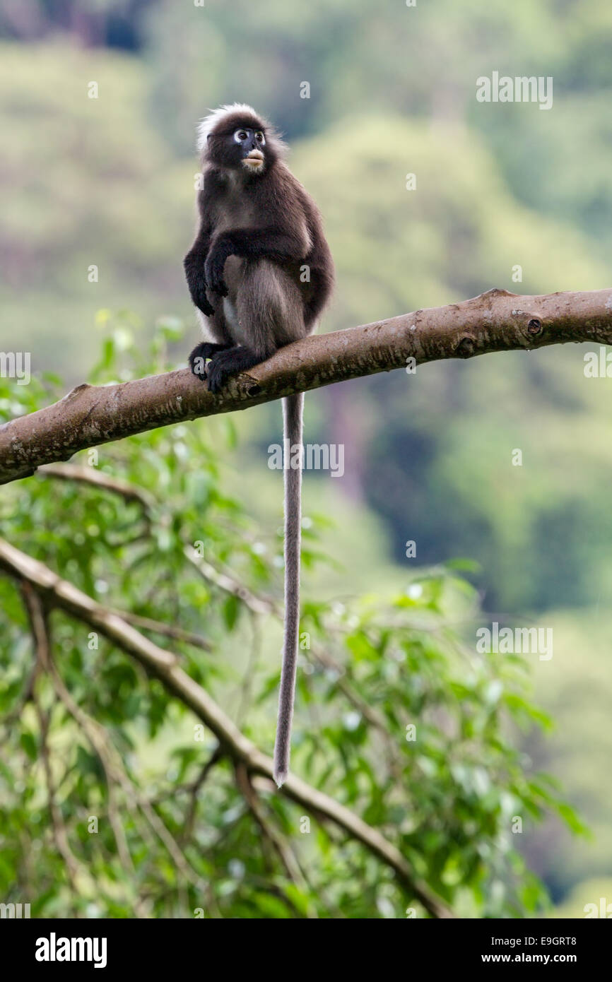 A Dusky leaf monkey (Trachypithecus obscurus) perched high in the rainforest canopy Stock Photo