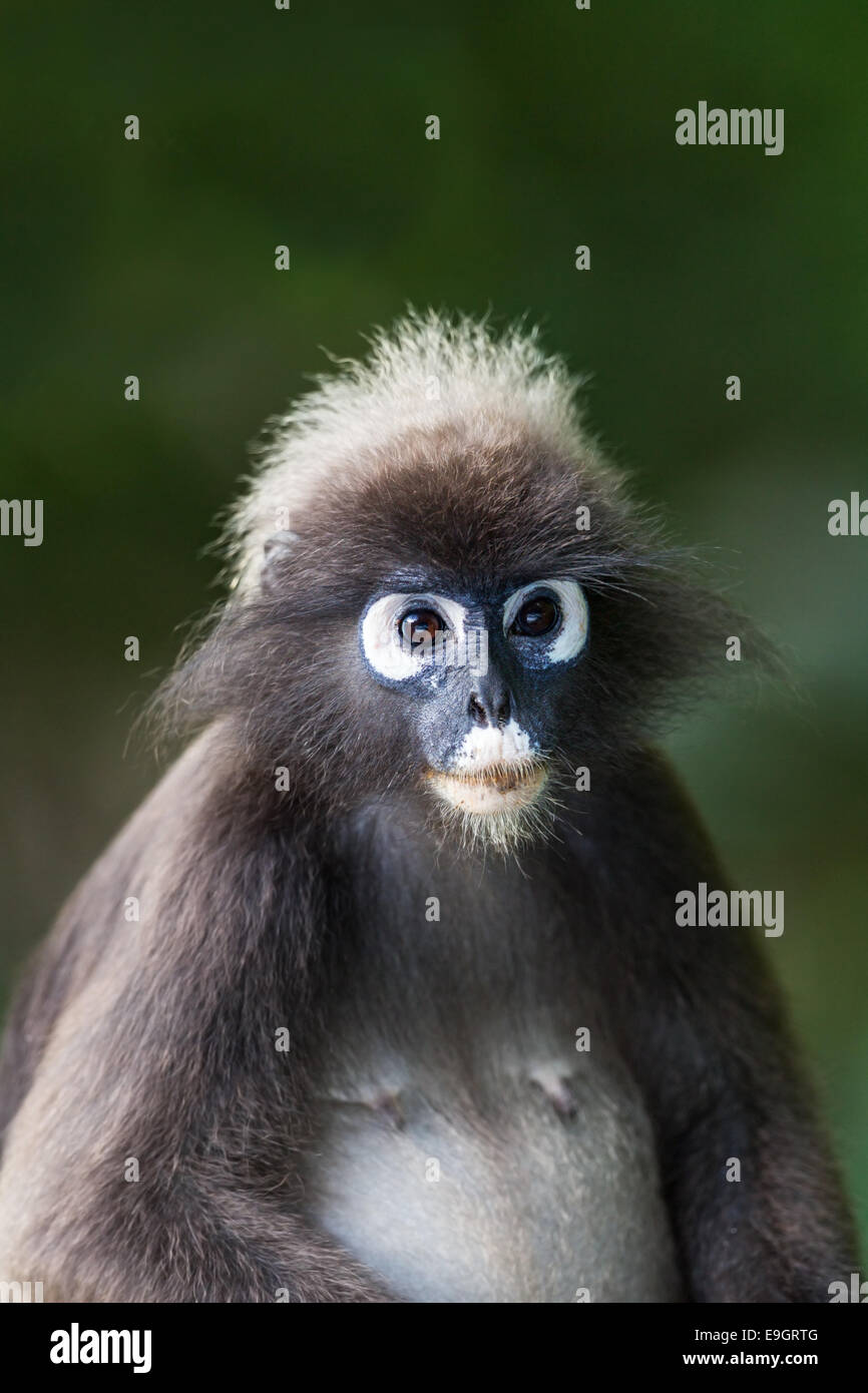 Close-up portrait of a pregnant female Dusky leaf monkey (Trachypithecus obscurus) Stock Photo