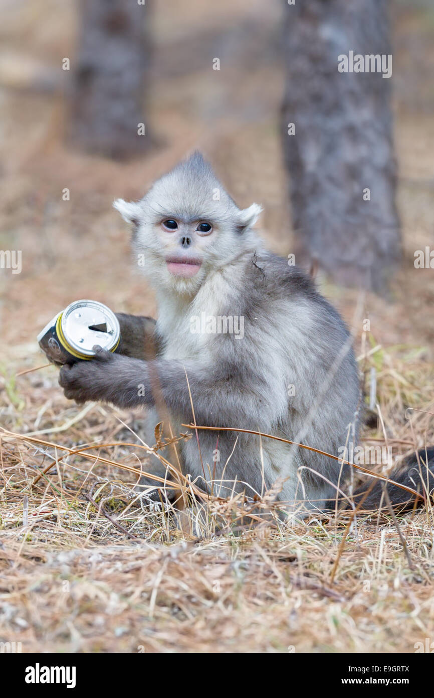 A juvenile Yunnan Snub-nosed Monkey (Rhinopithecus bieti) inspects a piece of trash (beer can) Stock Photo