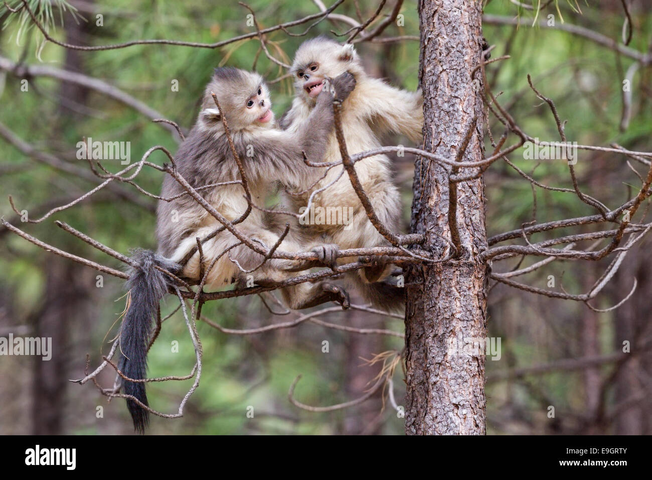 Juvenile Yunnan Snub-nosed Monkey (Rhinopithecus bieti) playing Stock Photo