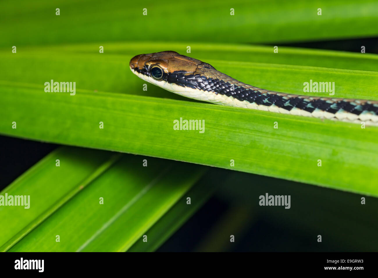 Painted Bronzeback Tree Snake (Dendrelaphis pictus Stock Photo - Alamy