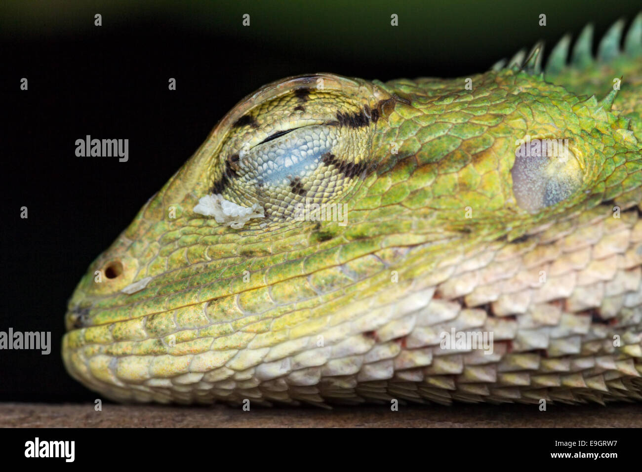 Close-up side profile of Changeable lizard (Calotes versicolor) sleeping on a bush at night in Singapore Stock Photo