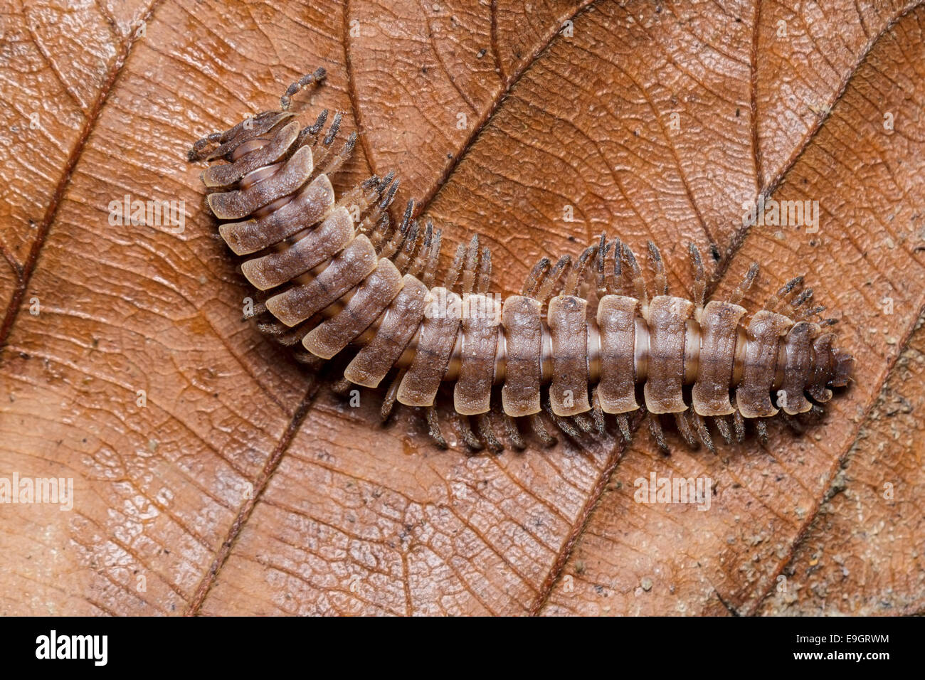Flat-backed Millipede (Polydesmus angustus) in tropical rainforest of Malaysia Stock Photo