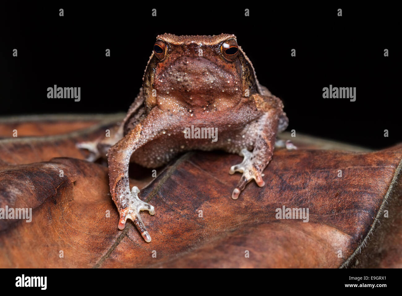 Black-spotted Sticky Frog (Kalophrynus pleurostigma) in a Malaysian tropical rainforest at night Stock Photo