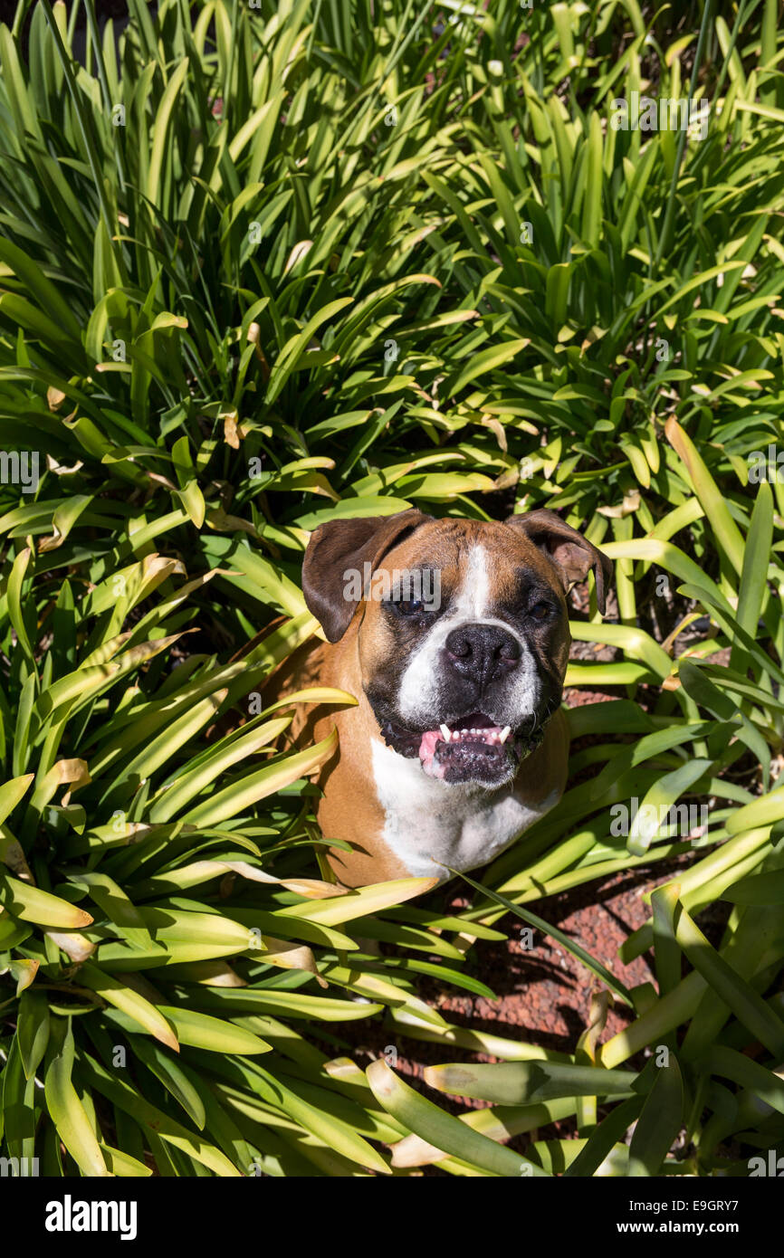 German Boxer, Deutscher Boxer, Boxer, Molosser dog breed, dog breed, city, Novato, California, Marin County, United States Stock Photo