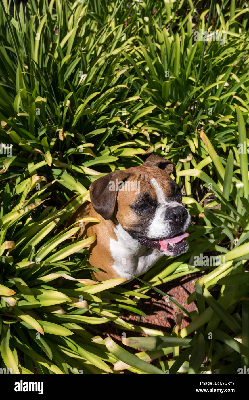 German Boxer, Deutscher Boxer, Boxer, Molosser dog breed, dog breed, city, Novato, California, Marin County, United States Stock Photo