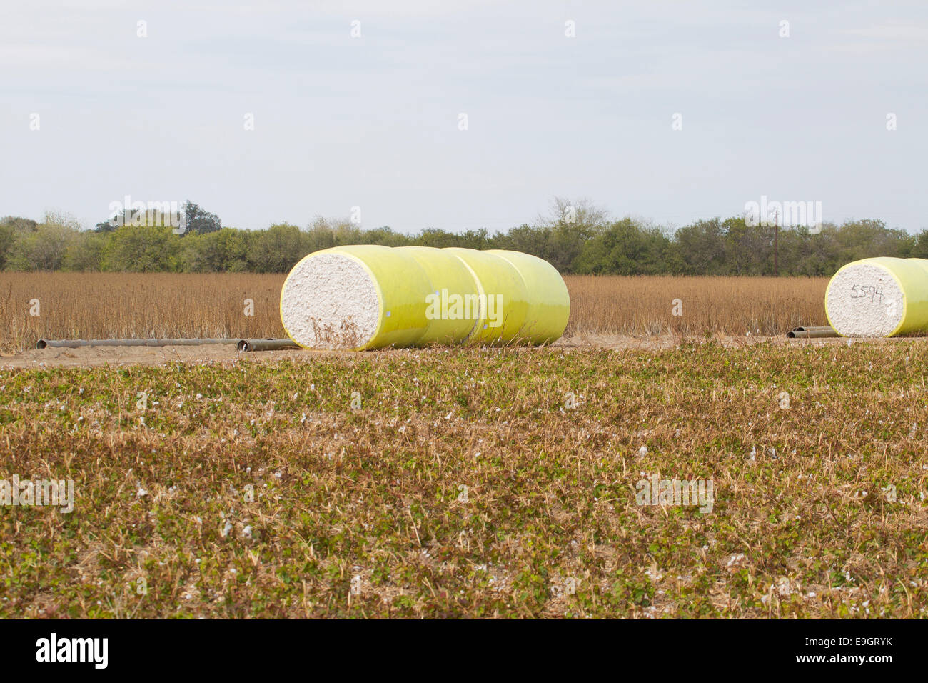 Cotton bales near La Coste Texas Stock Photo