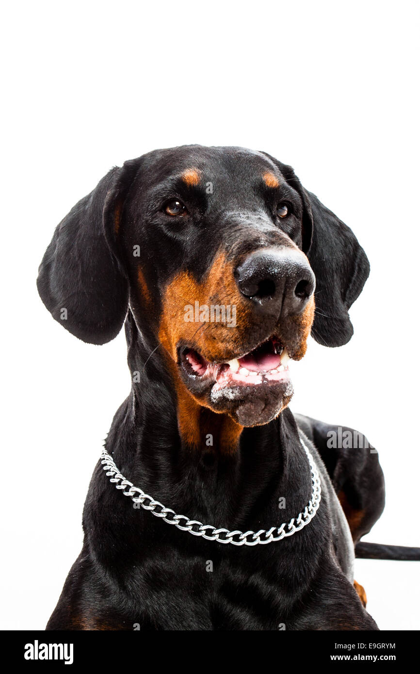 Portrait of a Doberman pinscher dog isolated on white Stock Photo