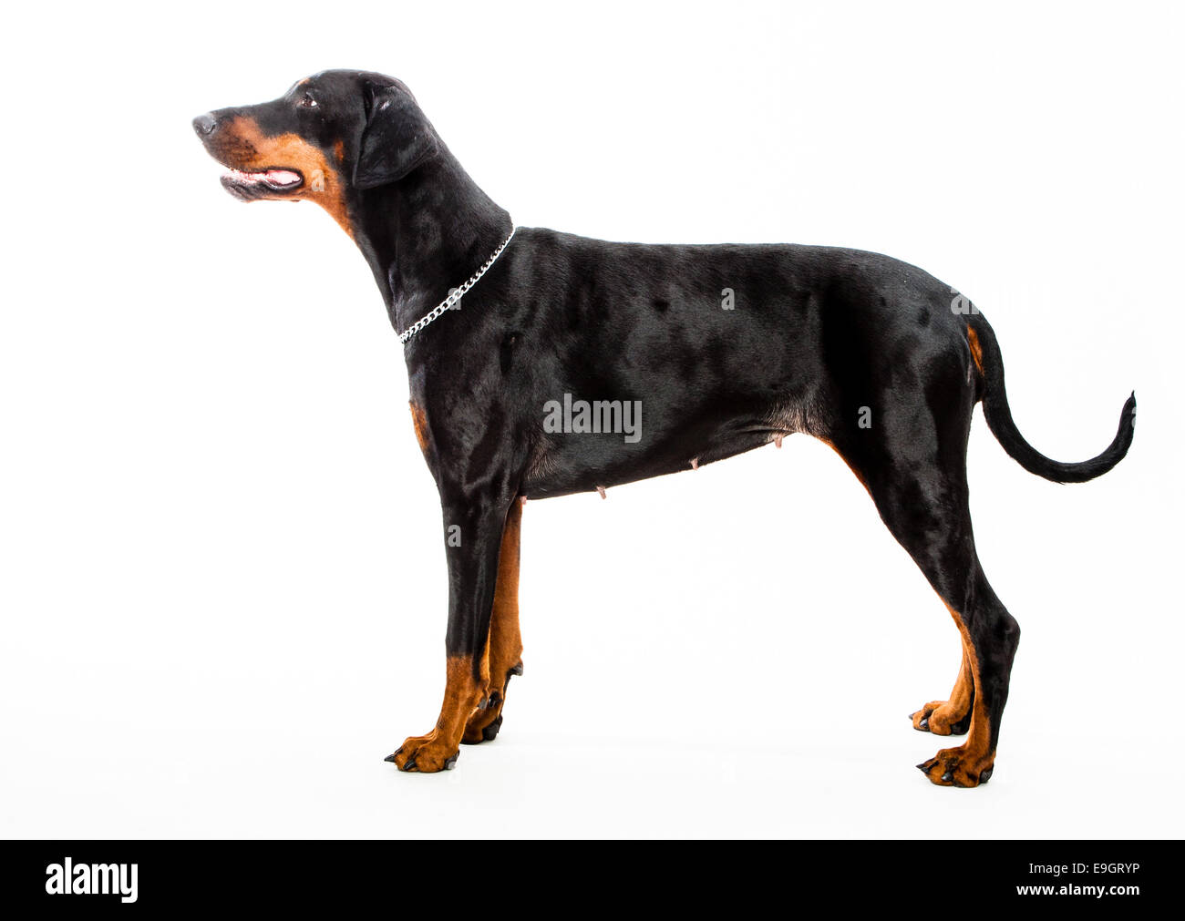 Doberman pinscher white background hires stock photography and images Alamy