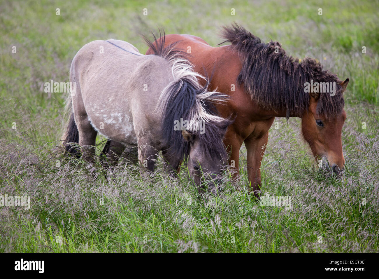 Icelandic horses grazing in a pasture in summer Stock Photo
