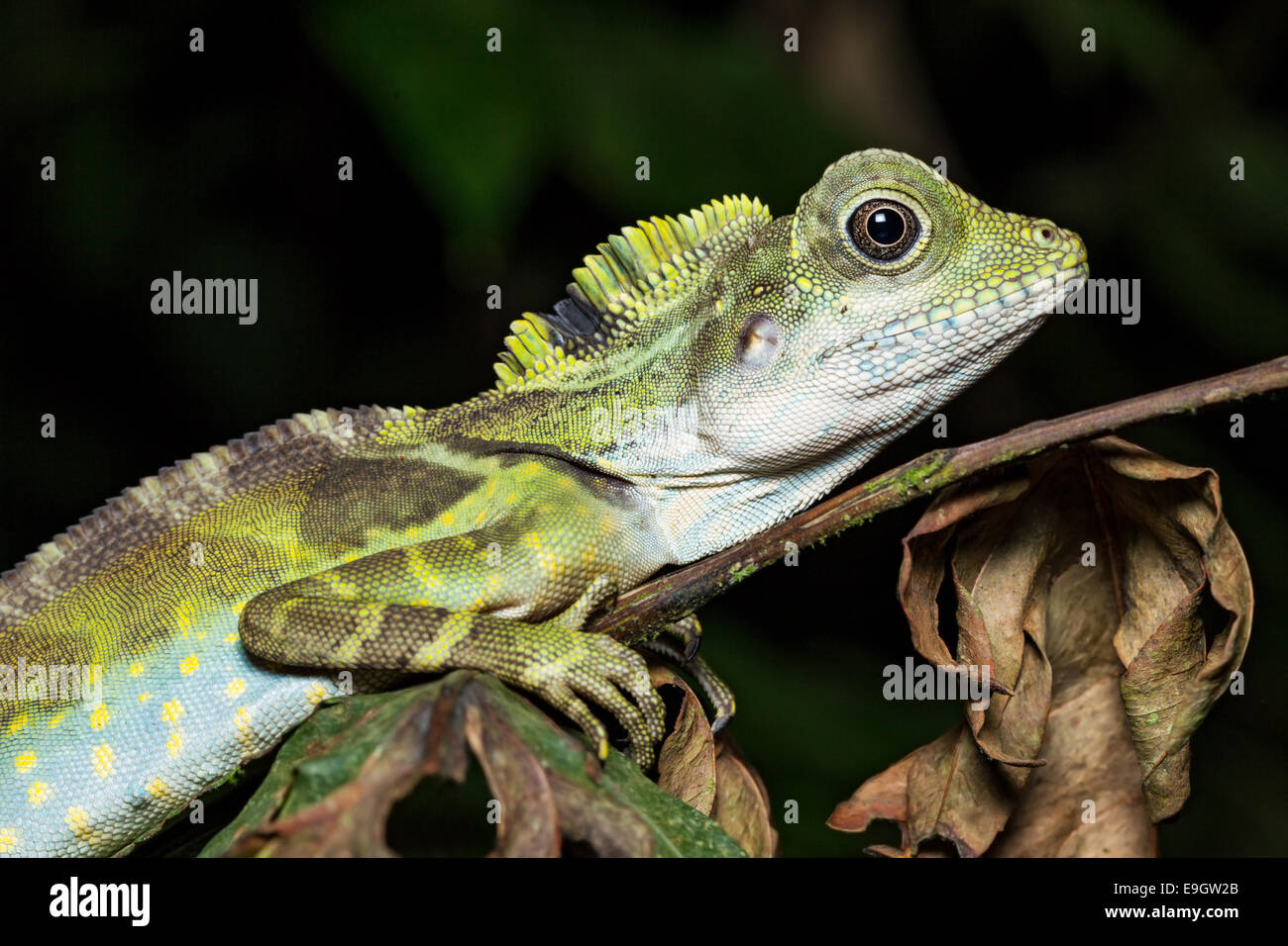 Adult male Great Anglehead Lizard (Gonocephalus grandis) resting during the night on a tree in a Malaysian tropical rainforest Stock Photo