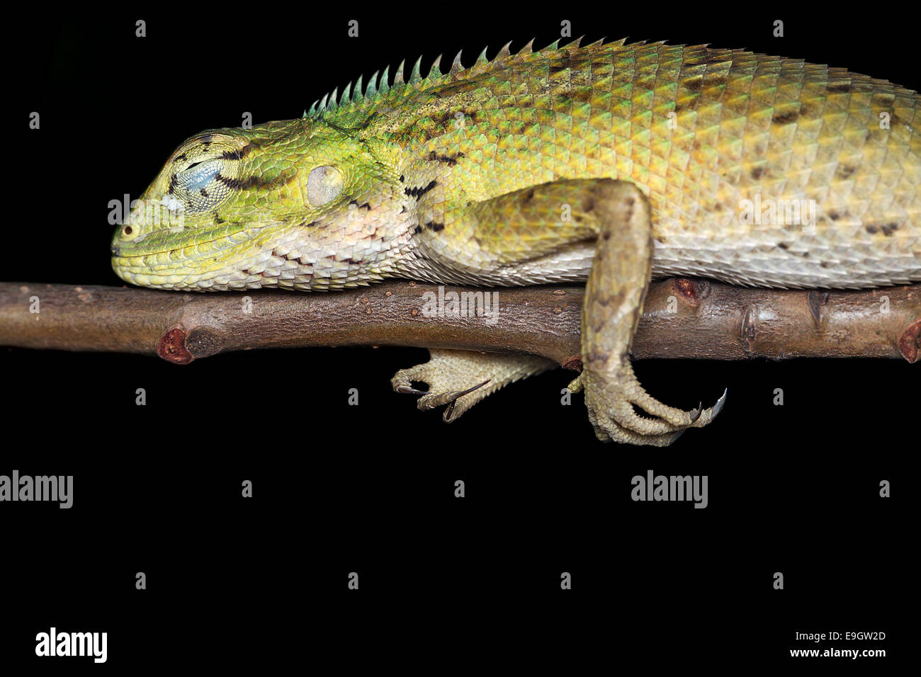 Close-up side profile of Changeable lizard (Calotes versicolor ...
